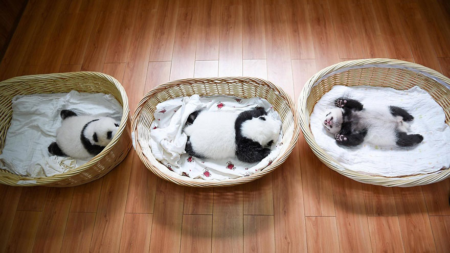01-Baby Pandas | Chengdu Panda Base, China-This Is Glamorous