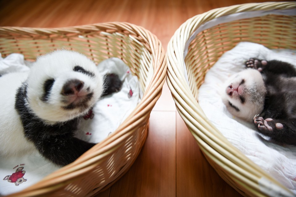 02-Baby Pandas | Chengdu Panda Base, China-This Is Glamorous