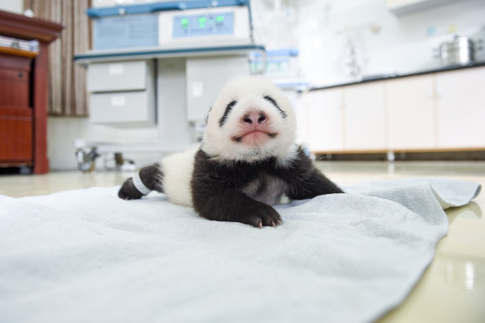 04-Baby Pandas | Chengdu Panda Base, China-This Is Glamorous