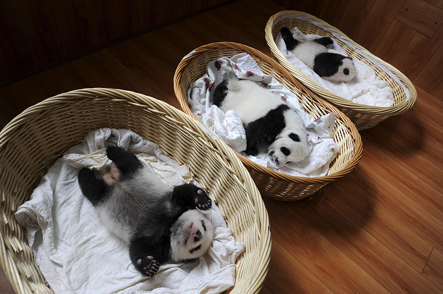 05-Baby Pandas | Chengdu Panda Base, China-This Is Glamorous