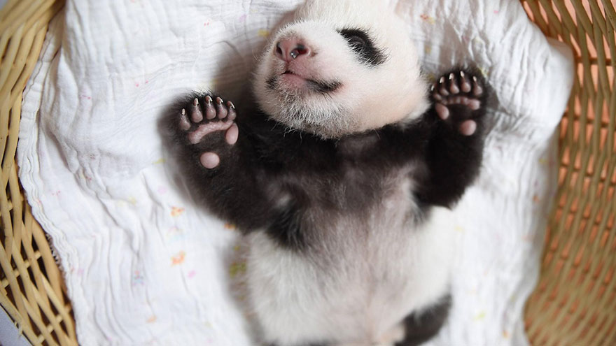 06-Baby Pandas | Chengdu Panda Base, China-This Is Glamorous