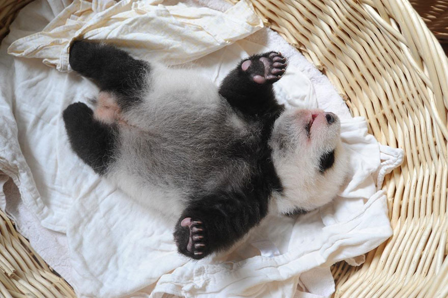 07-Baby Pandas | Chengdu Panda Base, China-This Is Glamorous