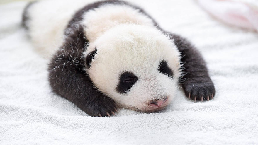 08-Baby Pandas | Chengdu Panda Base, China-This Is Glamorous