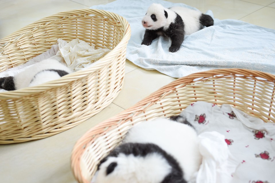 10-Baby Pandas | Chengdu Panda Base, China-This Is Glamorous