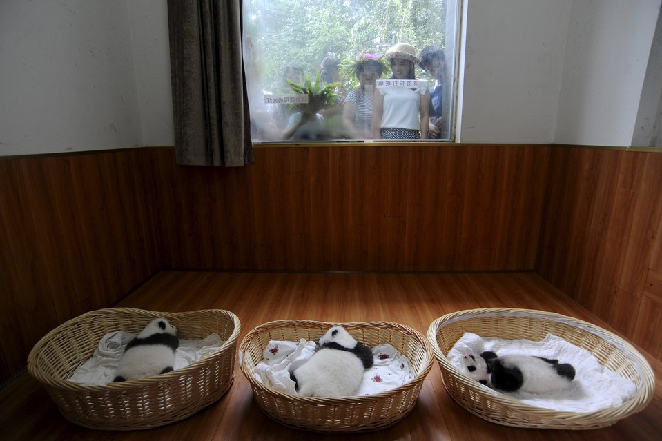 11-Baby Pandas | Chengdu Panda Base, China-This Is Glamorous