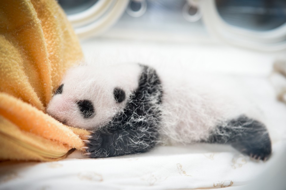 12-Baby Pandas | Chengdu Panda Base, China-This Is Glamorous