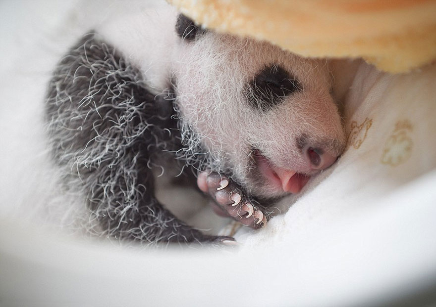 13-Baby Pandas | Chengdu Panda Base, China-This Is Glamorous