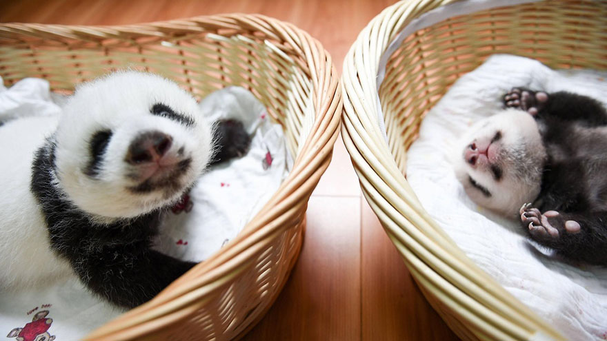 14-Baby Pandas | Chengdu Panda Base, China-This Is Glamorous