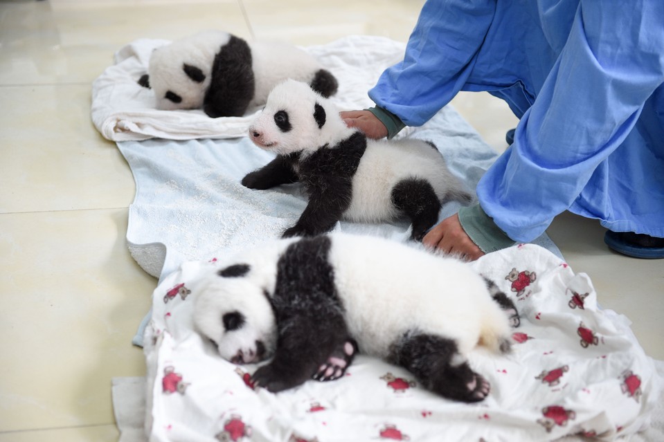 15-Baby Pandas | Chengdu Panda Base, China-This Is Glamorous