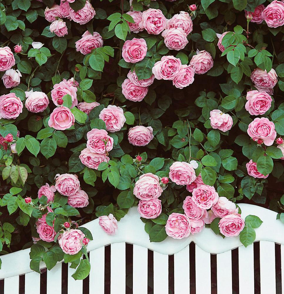 Colour Inspiration: Pink & Green