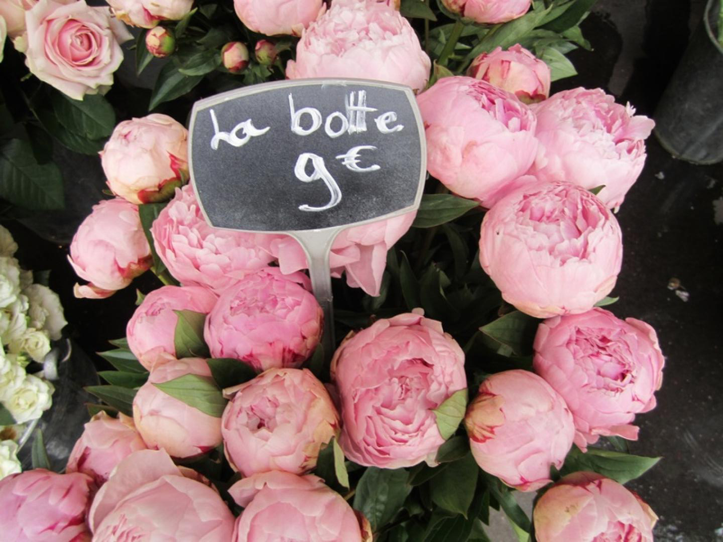 Design Inspiration: Peonies and Flower Markets