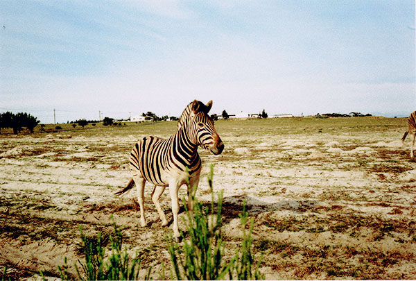 City Guide № 10 : Cape Town, South Africa