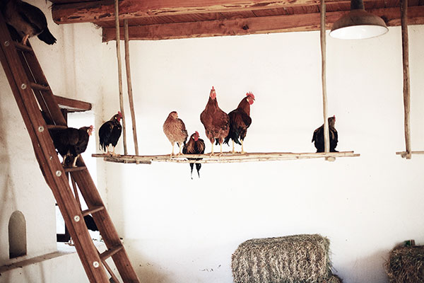 City Guide № 10 : Cape Town, South Africa